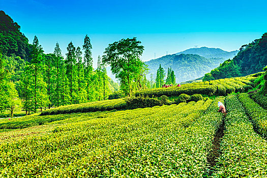 杭州西湖龙井村茶山