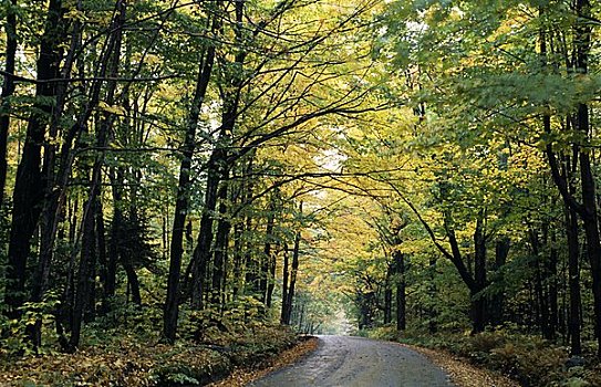 道路,通过,树林,新英格兰,美国