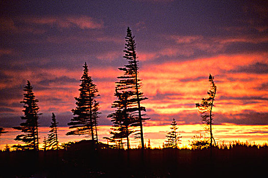 白云杉,北方,树际线,北方针叶林,曼尼托巴,加拿大