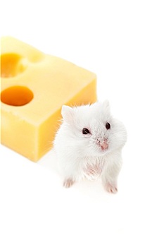 白鼠,奶酪