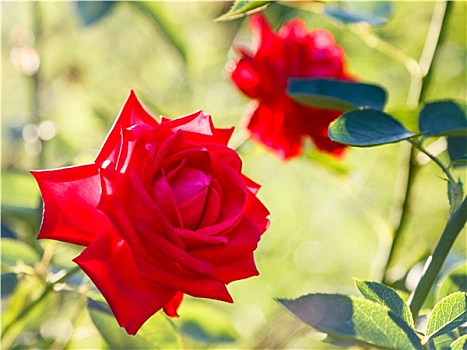 红玫瑰,户外,夏天,日落