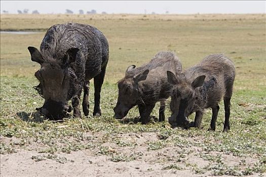 荒芜,疣猪,年轻,乔贝国家公园,博茨瓦纳,非洲