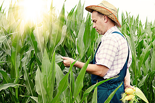 农民,帽子,检查,玉米棒,地点,背景