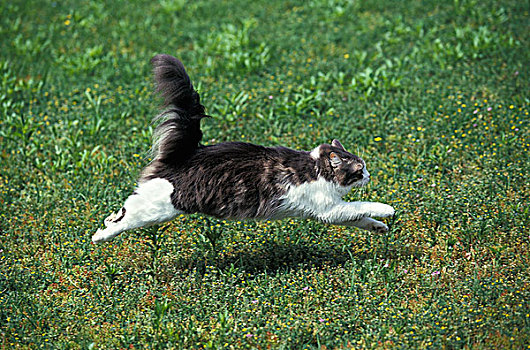 家猫,跑,草地