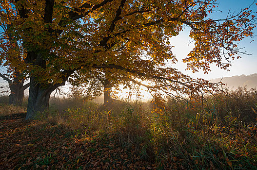 晨雾,上方,地点,秋天,自然保护区,黑森州,德国,欧洲