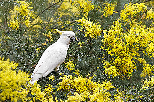 白色,美冠鹦鹉,坐,树,黄花,布里斯班,昆士兰,澳大利亚,大洋洲