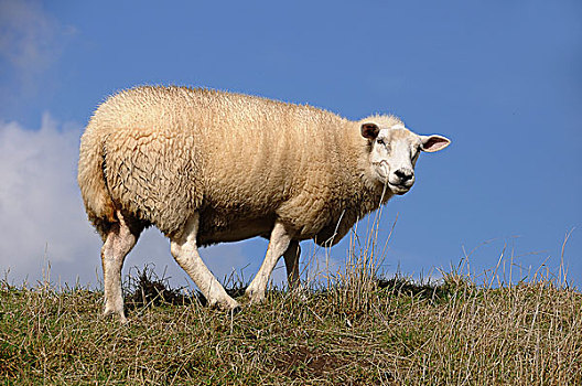 家羊,石荷州,德国,欧洲