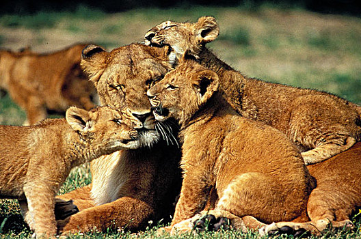 非洲狮,狮子,雌性,幼兽,肯尼亚