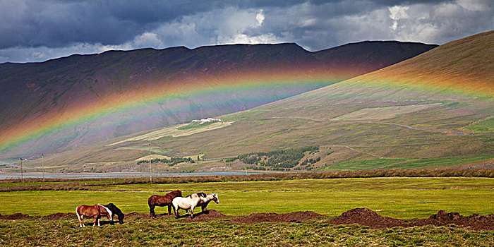 冰岛马,马,草丛,风景,彩虹,冰岛,欧洲