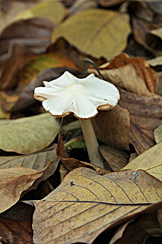 蘑菇,野生蘑菇