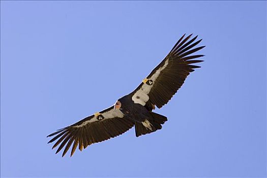 加州秃鹰,成年,飞,濒临灭绝,穿,无线电,发射器,靠近,锡安国家公园,犹他