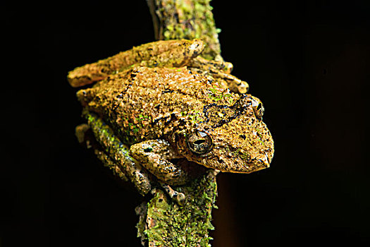 新热带区,树蛙,亚马逊雨林,国家公园,厄瓜多尔,南美