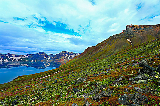 长白山天池高山花卉