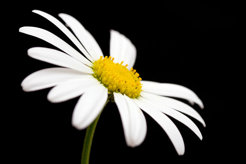 黑色背景白色雏菊图片图片