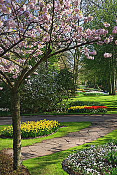 荷兰,世界闻名,库肯霍夫花园