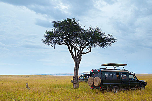 猎豹,猎豹猎豹,野生动物园,吉普车,在,马赛玛拉国家保护区,肯尼亚,非洲