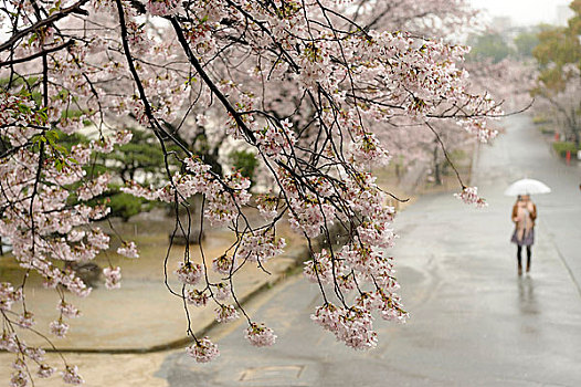 日本,本州,姬路城堡,花园,樱桃树,开花