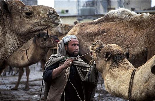 男人,骆驼,单峰骆驼,哺乳动物,市场,巴基斯坦,亚洲,动物