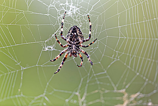 蜘蛛,园蛛属,网,岛屿,杜布罗夫斯克-内雷特瓦县,达尔马提亚,克罗地亚,欧洲