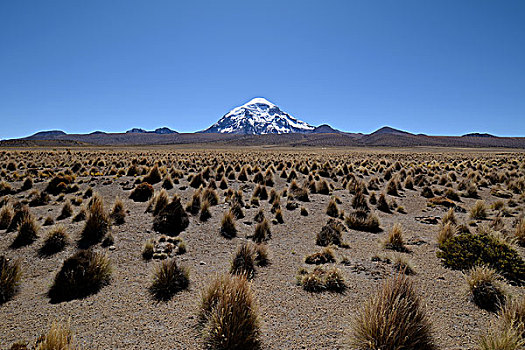 火山,草,针茅属,国家公园,高原,边界,玻利维亚,智利,南美