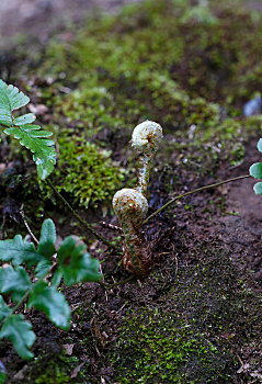 阔鳞鳞毛蕨森林中的蕨类植物
