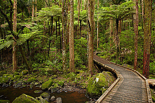 步行桥,上方,河流,树林,芦苇,纪念,公园,北国,北岛,新西兰