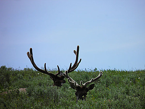 美国黄石国家公园的麋鹿