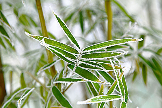 竹叶上的雪