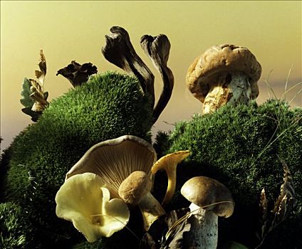 多样,蘑菇,垫子,苔藓