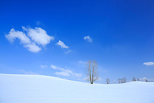 山,美瑛,雪地,北海道