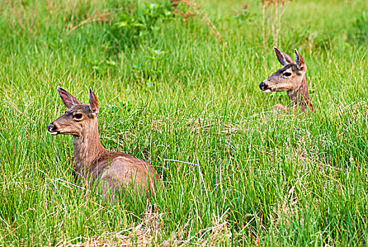 长耳鹿,骡鹿,优胜美地国家公园,加利福尼亚