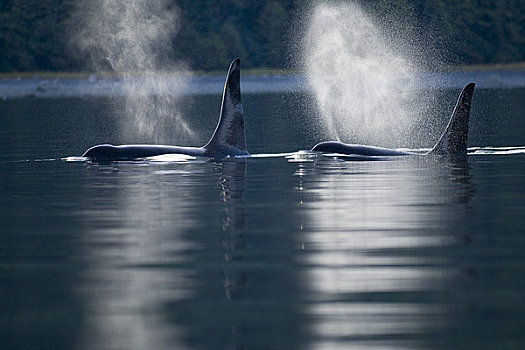 逆戟鲸,鲸,呼气,表面,东南阿拉斯加