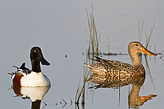 北方,琵嘴鸭,雄性,雌性,湿地,伊利诺斯,美国