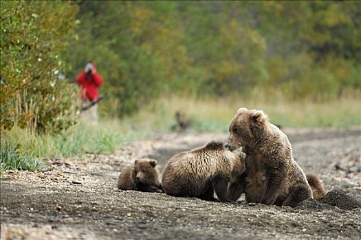 棕熊,雌性,摄影师,灌木丛,危险,靠近,卡特麦国家公园,保存,阿拉斯加,美国