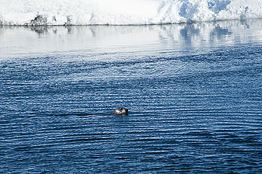 海豹,冰河,泻湖,杰古沙龙湖,冰岛
