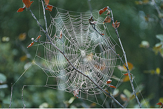 蜘蛛网,新布兰斯维克,加拿大