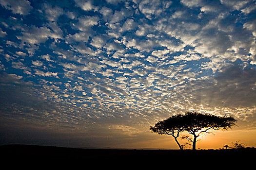 非洲,坦桑尼亚,日出,塞伦盖蒂国家公园