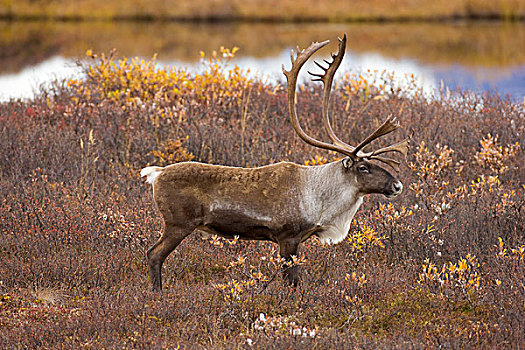 北美驯鹿,驯鹿属,雄性动物,苔原,饲养,季节,德纳里峰国家公园,阿拉斯加