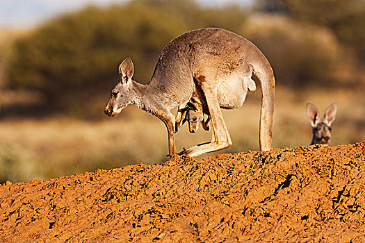 红袋鼠,女性,蹦跳,幼兽,国家公园,澳大利亚