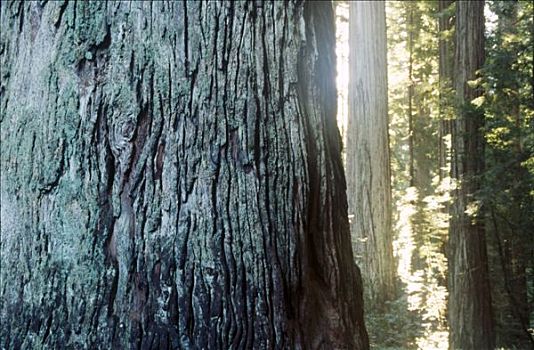 体重,纪念,小树林,杰迪戴亚-史密斯红杉树州立公园,加利福尼亚,美国
