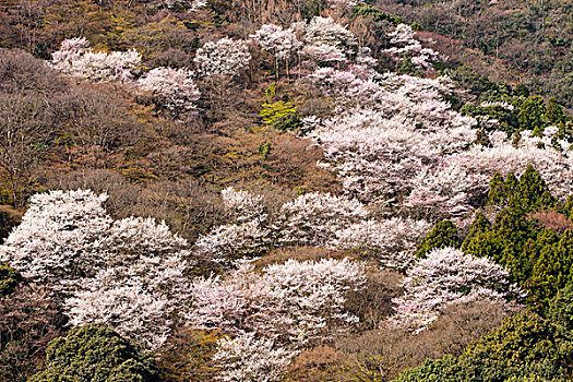 樱花,岚山,京都,日本