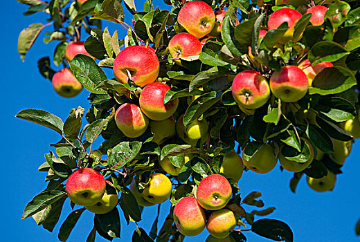 苹果树,南蒂罗尔,意大利,欧洲