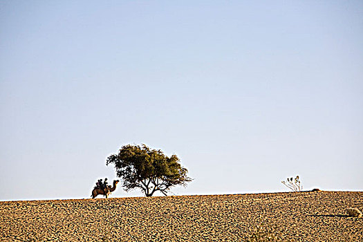 三个男孩,骑,骆驼,塔尔沙漠,拉贾斯坦邦,印度