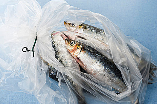 新鲜,生食,沙丁鱼,塑料袋