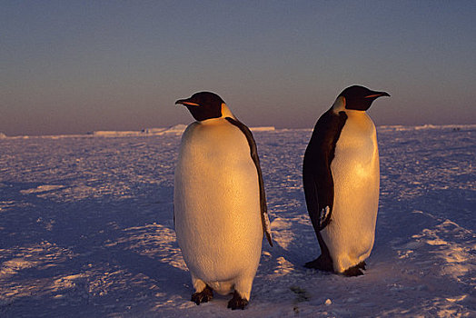 南极,帝企鹅,迅速,冰,午夜,阳光