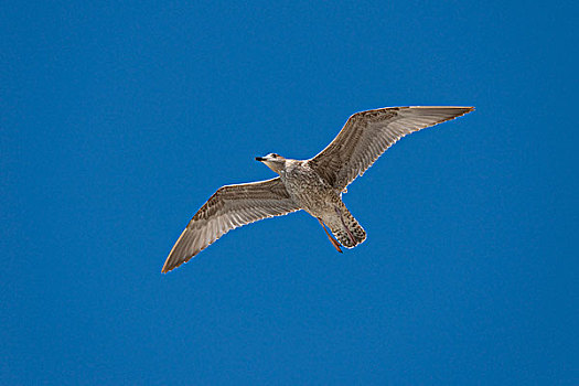 银鸥,飞行,幼小,梅克伦堡前波莫瑞州,德国,欧洲