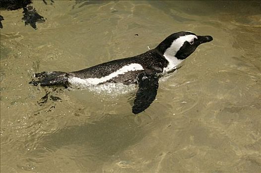 游泳,非洲企鹅,黑脚企鹅,好望角,南非