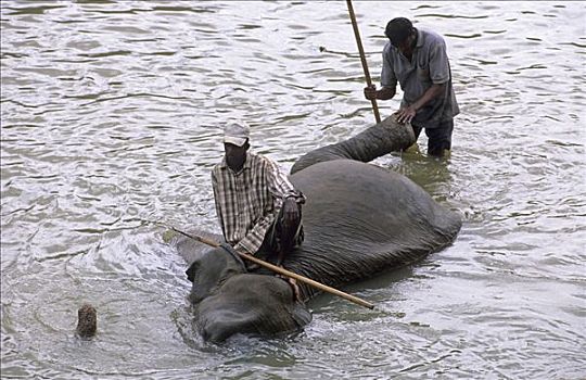 驱象者,清洁,大象,河,斯里兰卡
