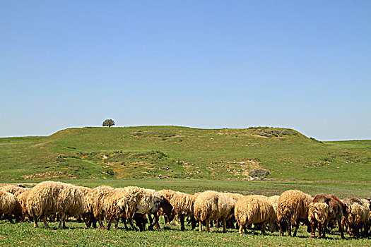 羊群,放牧,草地,以色列