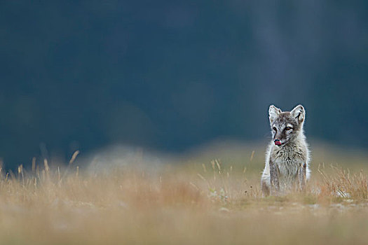 北极狐,狐属,小动物,伸出舌头,挪威,欧洲